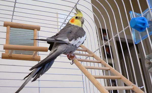 Why Do Cockatiels Bite Their Cages