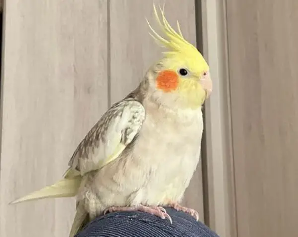 Why Do Cockatiels Fluff Up Crest Feathers