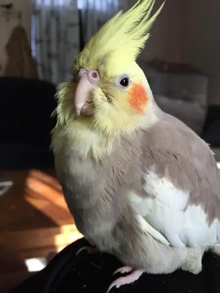 Why Do Cockatiels Puff Up