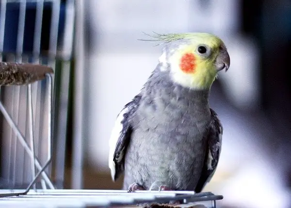 Why Does My Cockatiel Smell Bad