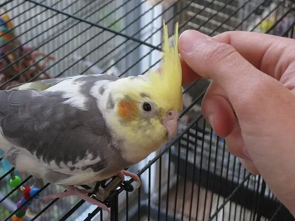 Why Is My Baby Cockatiel Shaking
