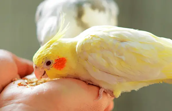 Why Is My Cockatiel Eating So Much