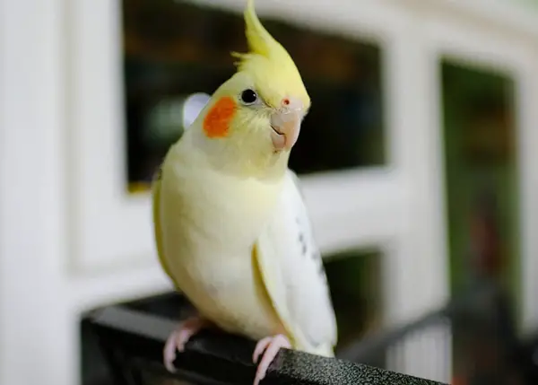 Why Is My Cockatiel Grinding Its Beak