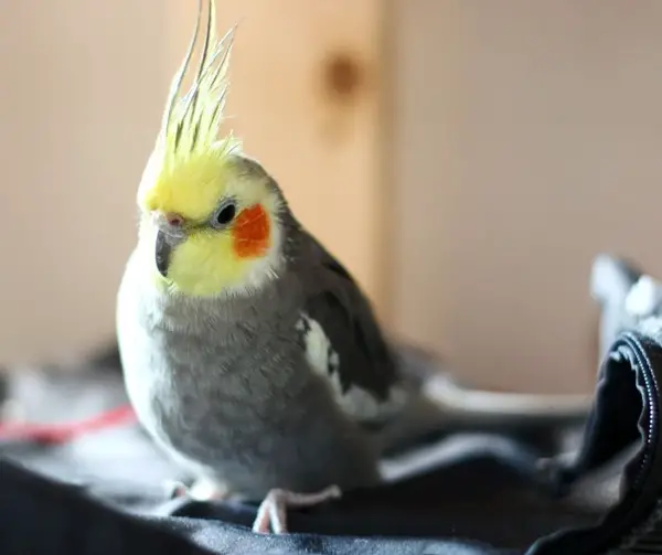 Why Is My Cockatiel Losing Feathers