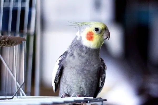 Why Is My Cockatiel Losing Feathers On The Head