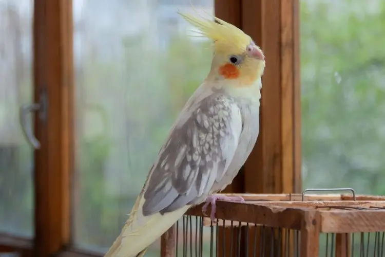 Why Is My Cockatiel Losing Feathers How Can I Help 