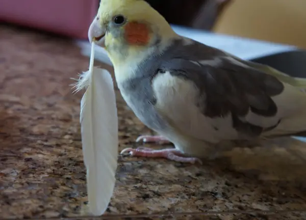 Why Is My Cockatiel Losing Tail Feathers