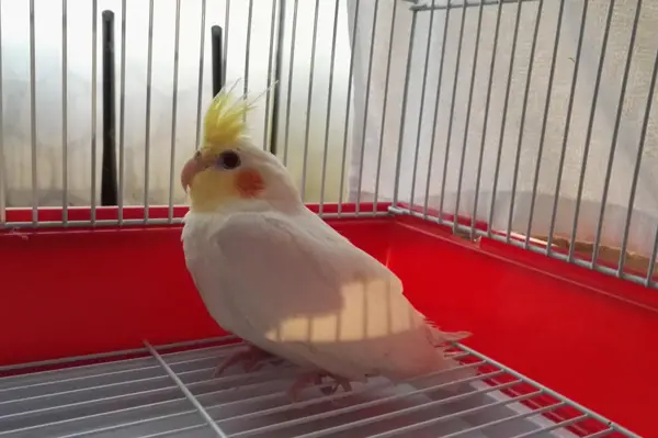 Why Is My Cockatiel Plucking its Feathers