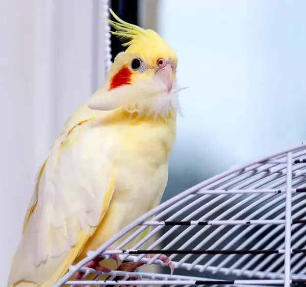Why Is My Cockatiel Plucking its Feathers