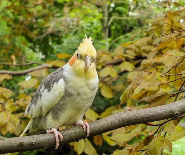 Why Is My Cockatiel Shaking Its Head