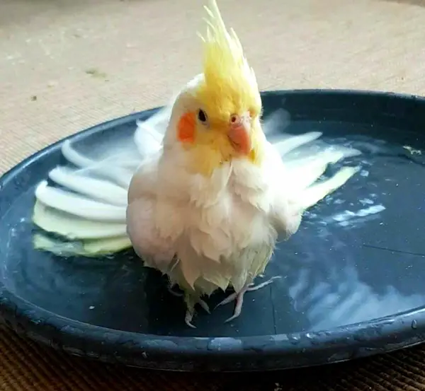 Why Is My Cockatiel Shaking Its Tail