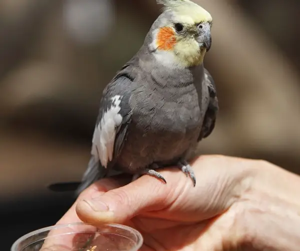 Why Is My Cockatiel Shaking or Shivering