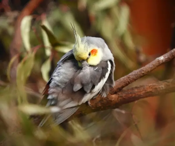 Why Is My Cockatiel Shaking