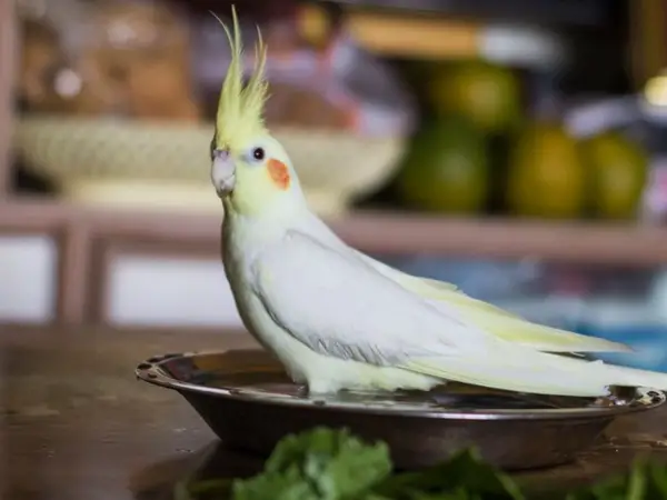 Why Is My Cockatiel Shivering All The Time