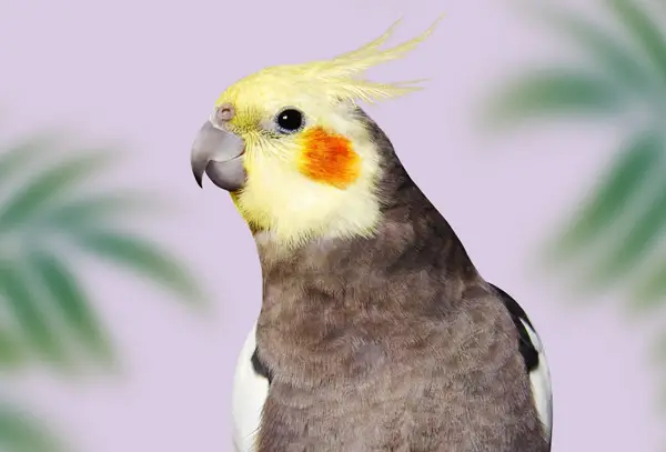 Why Is My Cockatiel Sneezing Repeatedly