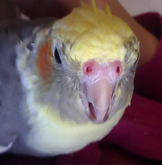 Why Is My Cockatiel’s Nose Red