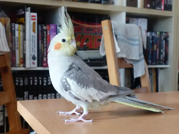 Why Would Your Female Cockatiel Be Making Weird Noises