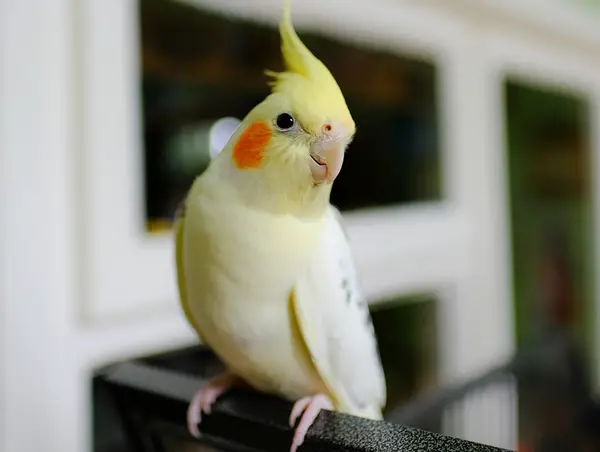 Will Cockatiels Mate Without a Box