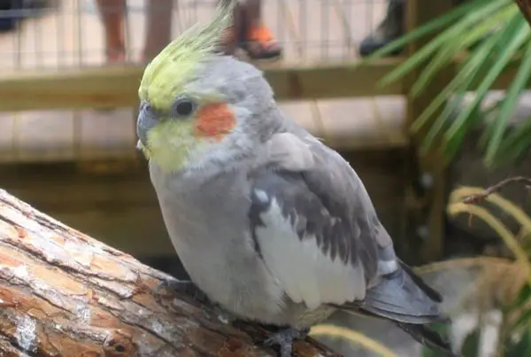 How long do cockatiels typically live when they are kept as pets