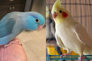 Parrotlet vs Cockatiel: Identification, Differences, Similarities