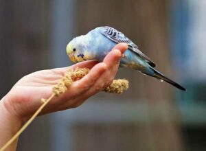 Budgie Care Guide: How To Take Care Of Your Budgie? (+13 Tips)