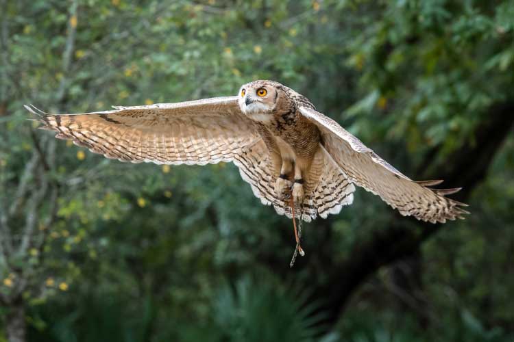 Can Owls Fly In The Rain? An In-depth Discussion