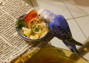 11 Treats For Budgies To Make Your Birds Happy