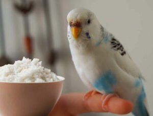 11 Treats For Budgies To Make Your Birds Happy