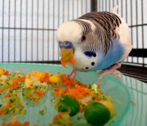 11 Treats For Budgies To Make Your Birds Happy