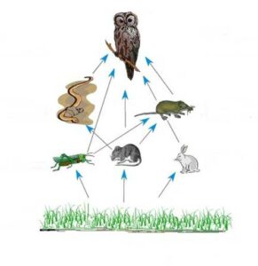 What Do Owls Eat? A Complete List Of Food Owl Eats