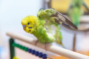 Understanding Budgie Body Language