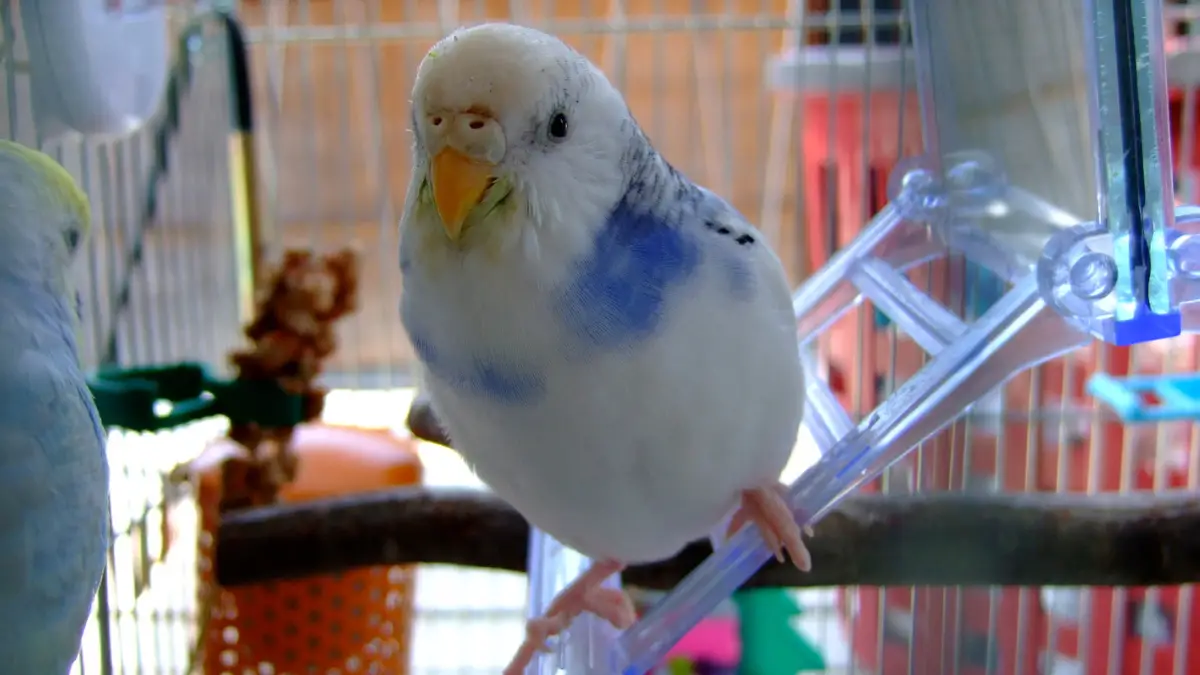 Budgie Pet Care: How To Feed And Water Budgies?