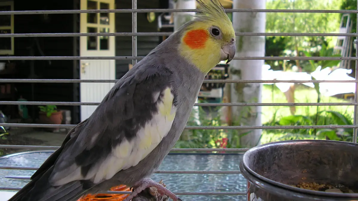 Cockatiel Cage Size And Type What You Need To Know