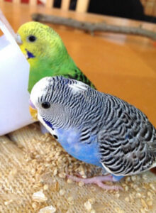 Male Vs Female Budgie: How To Identify If It's A Boy Or Girl