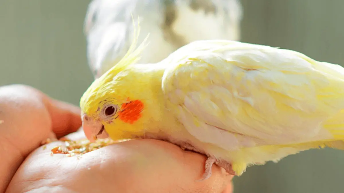 The Ultimate Guide to Cockatiel Feeding Schedule: What, When, and How ...