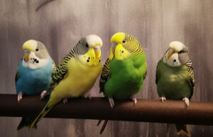 Budgie Lifespan: How Long Do Budgies Live?