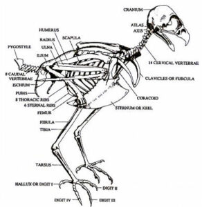 The Anatomy of a Hawk: Understanding Their Physical Features