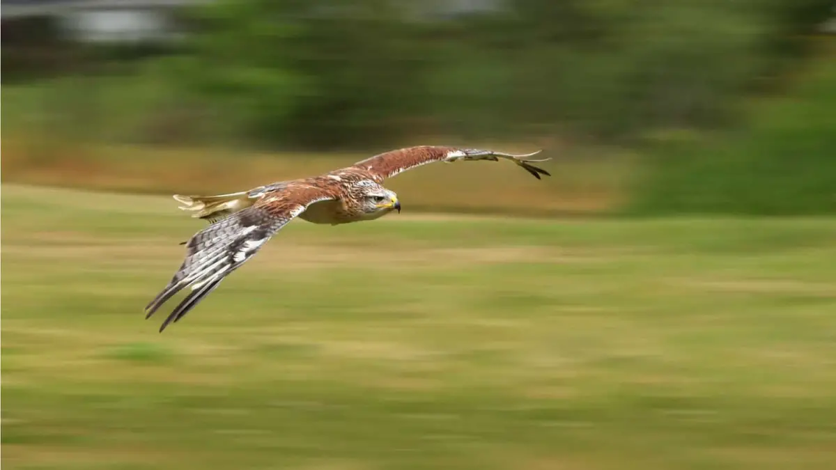 do-hawks-fly-in-groups-their-flying-characteristics-and-group-behavior