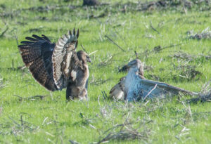 do hawks travel in groups