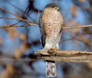 Hawk Identification Guide: Types, Characteristics, And Photos