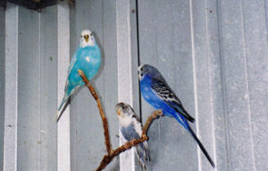 Budgie Lifespan: How Long Do Budgies Live?