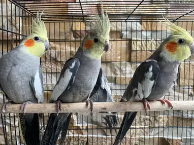 normal grey cockatiel