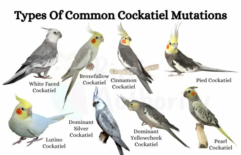 Cockatiel Colors and Mutations: Understanding the Variety