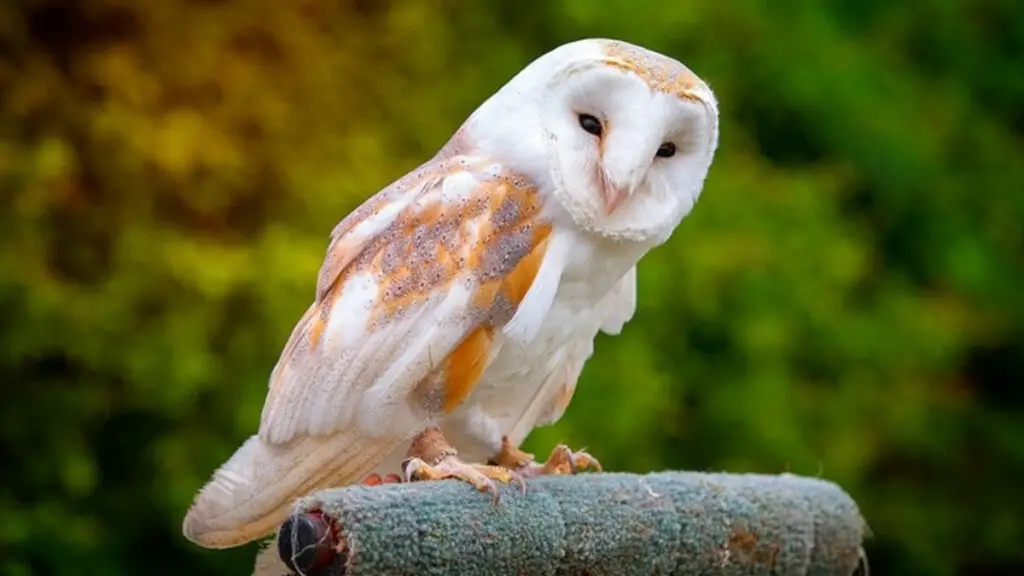 What Do Owls Eat? A Complete List Of Food Owl Eats