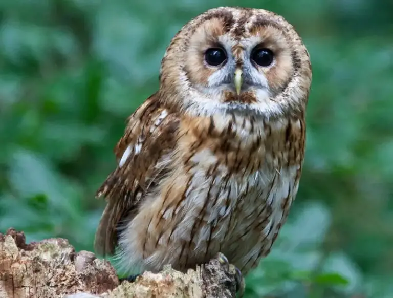 Do Owls Eat Fruit? Unveiling the Truth