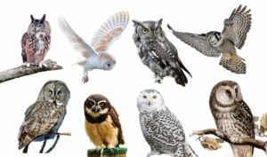 Exploring Owl Appearance: What Color Are Owls?